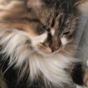 Meet your Posher, Darcie